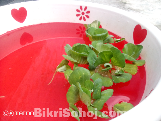 Water lettuce